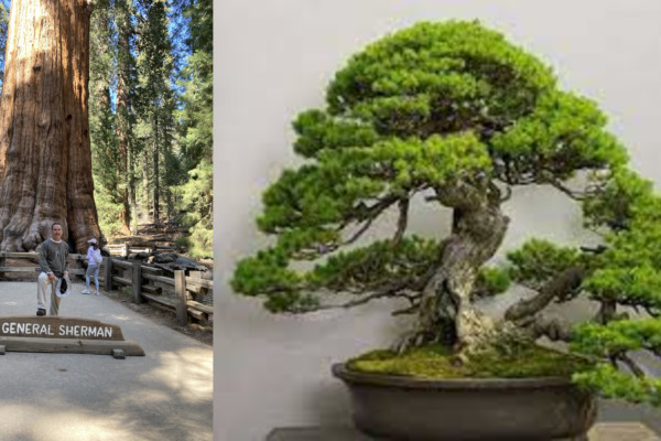 САМООЦЕНКА, СРАВНЕНИЕ И РАЗВИТИЕ